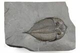 Dalmanites Trilobite Fossil - New York #357138-1